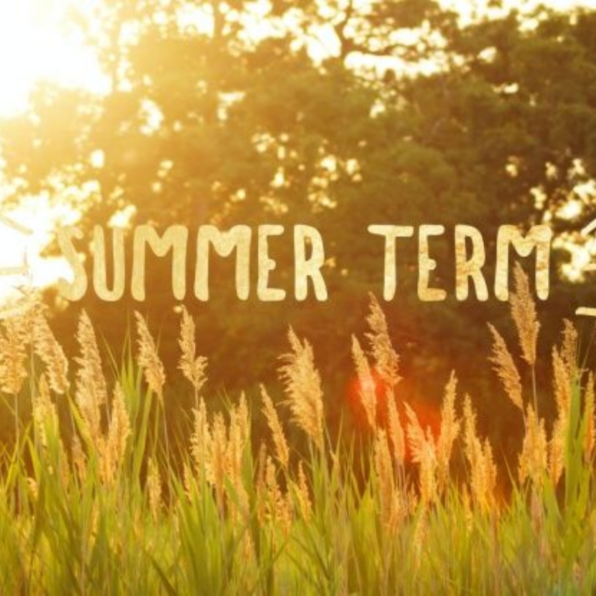 Aldersbrook Primary School - Summer Term Overviews