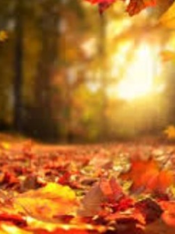 Autumn Term Overviews