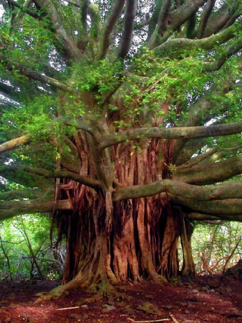 Earth Day - 22 April 2026